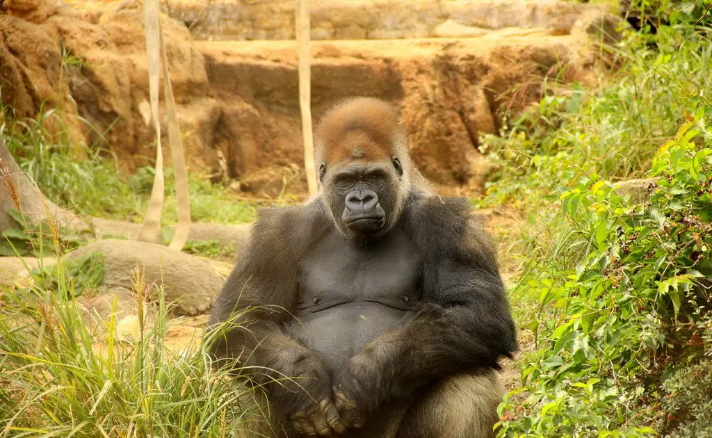 Gogo the Gorilla™ – Zoobies