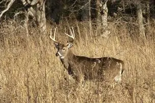 Illinois' First Shotgun Deer Season Opens This Weekend