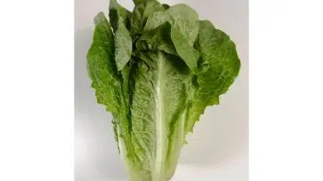 CDC Alert: Romaine Lettuce is Not Safe to Eat