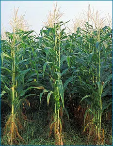 Less Than 25 Percent Of Illinois Corn Planted