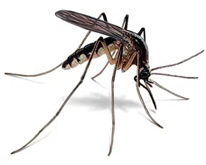 Confirmation of West Nile Virus Presence In McLean County