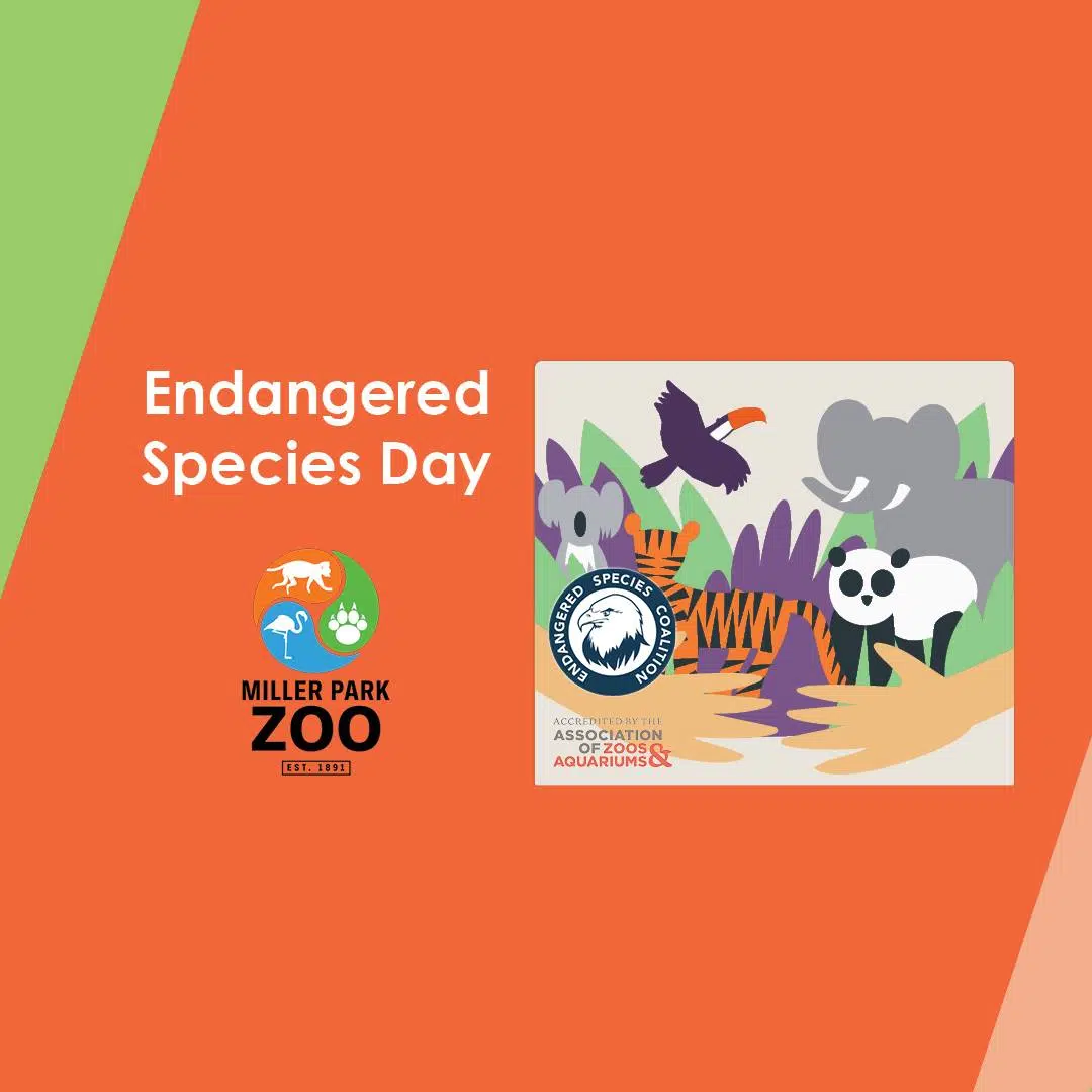 Miller Park Zoo Celebrates Endangered Species Day