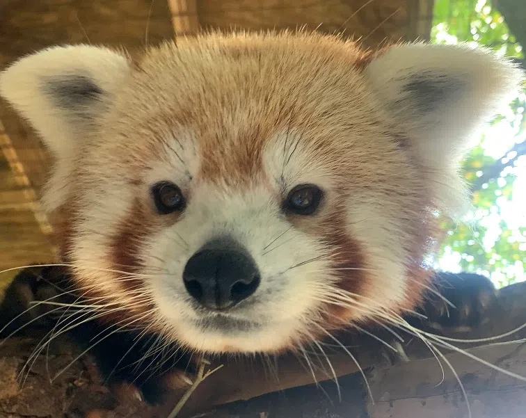 Zoo Mourns Loss of Red Panda