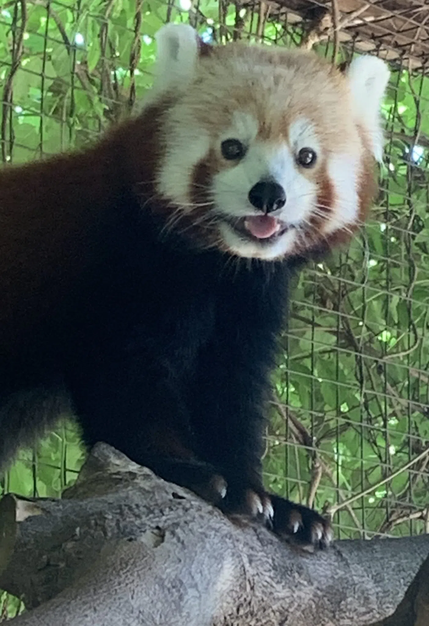 Zoo Mourns Loss of Red Panda(02)