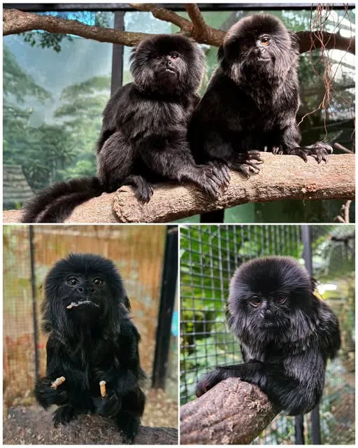 Miller Park Zoo Mourns Loss of Beloved Goeldi's Monkeys