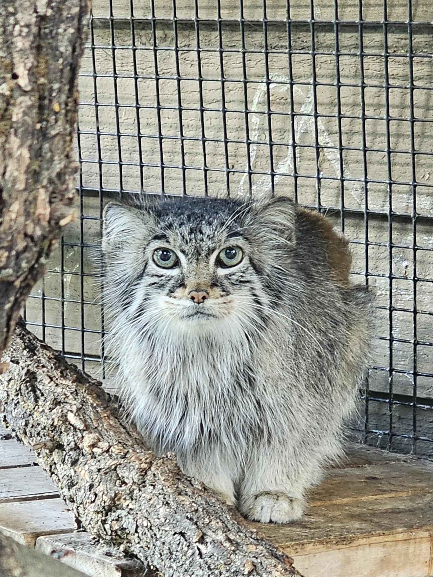 Miller Park Zoo Mourns Loss of Red Panda and Pallas's Cat