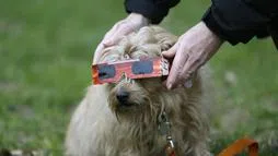 Is your dog ready for the Eclipse?