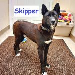 Skipper04