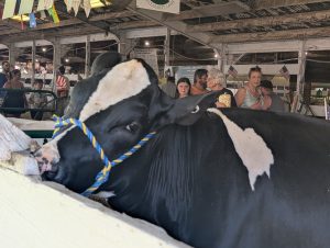 Fair 3