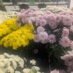 Laurel Nursery 1