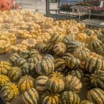 Laurel Nursery 5