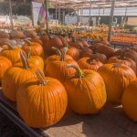 Laurel Nursery 6