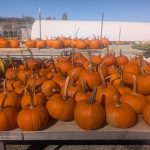 Laurel Nursery 7