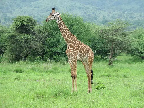 Joint disease leads Omaha zoo to euthanize giraffe.