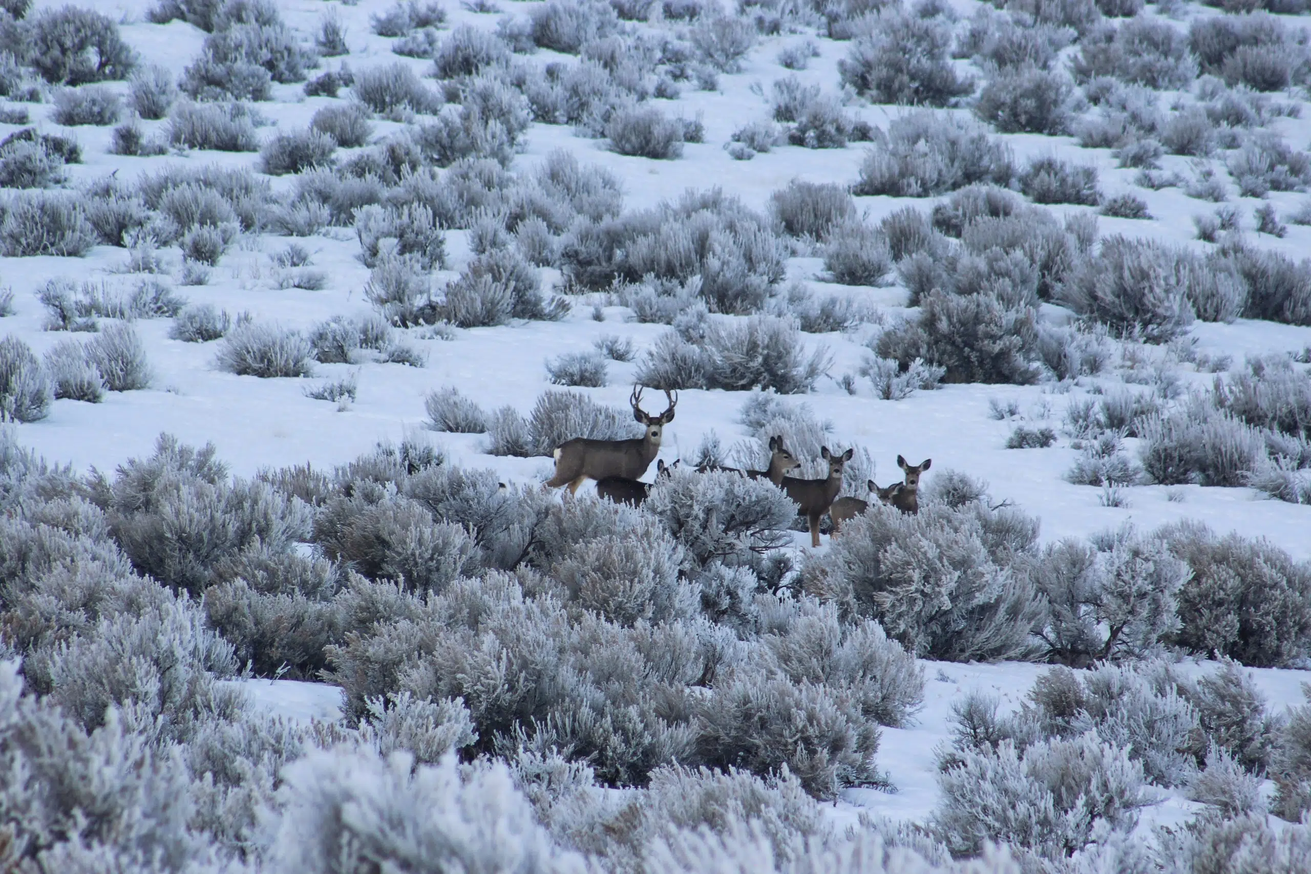 CWD detected for first time in Valley, Keya Paha counties