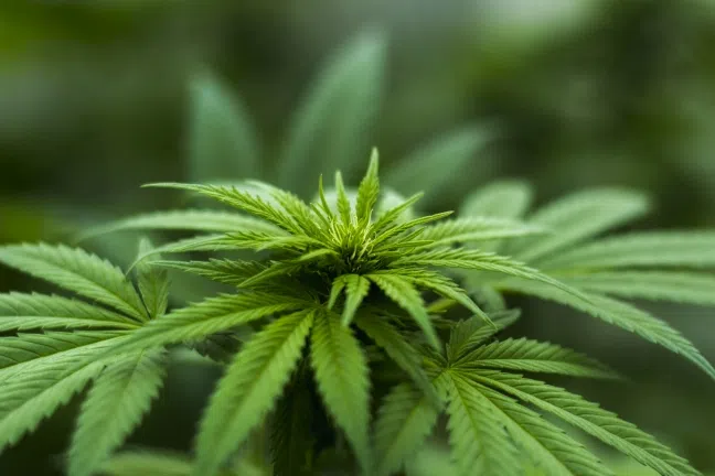 Nebraska senators launch medical marijuana ballot committee