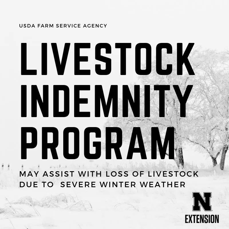 Livestock Indemnity Program May Assist with Severe Winter Weather Livestock Losses