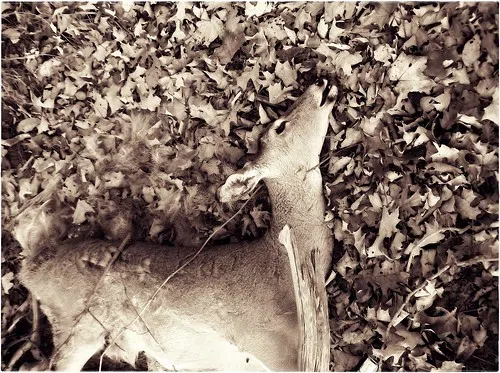Missouri Man Fined For Illegal Hunting In Broken Bow