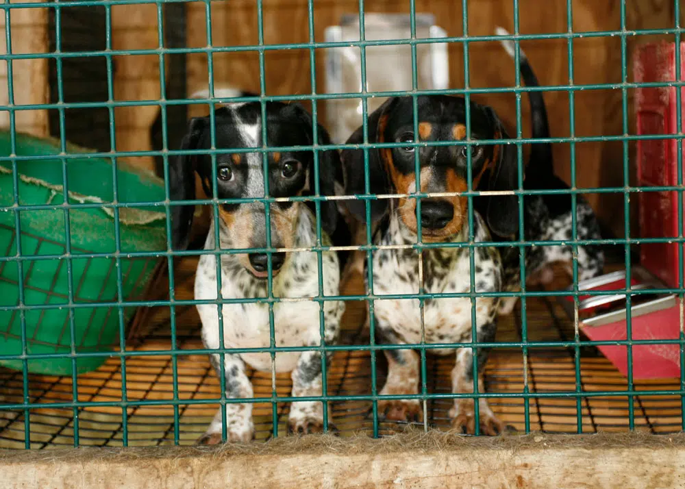 Some Puppy Buyers Duped by Fake Nebraska Kennels