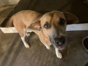 Lost Dog in Ord