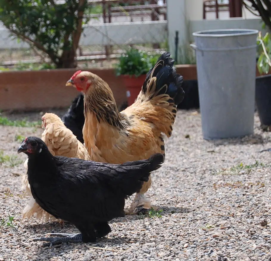 Bird Flu Outbreak Looks to Continue