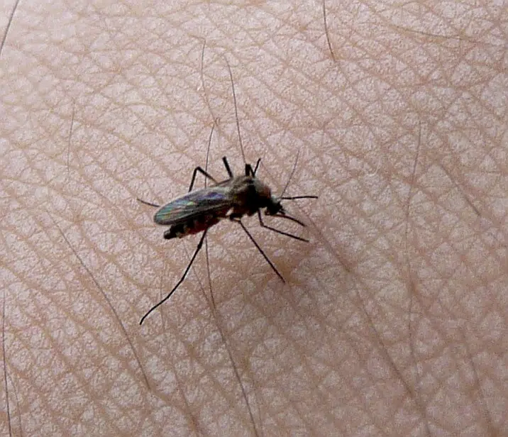 West Nile Virus Infected Mosquitos Spike in Nebraska