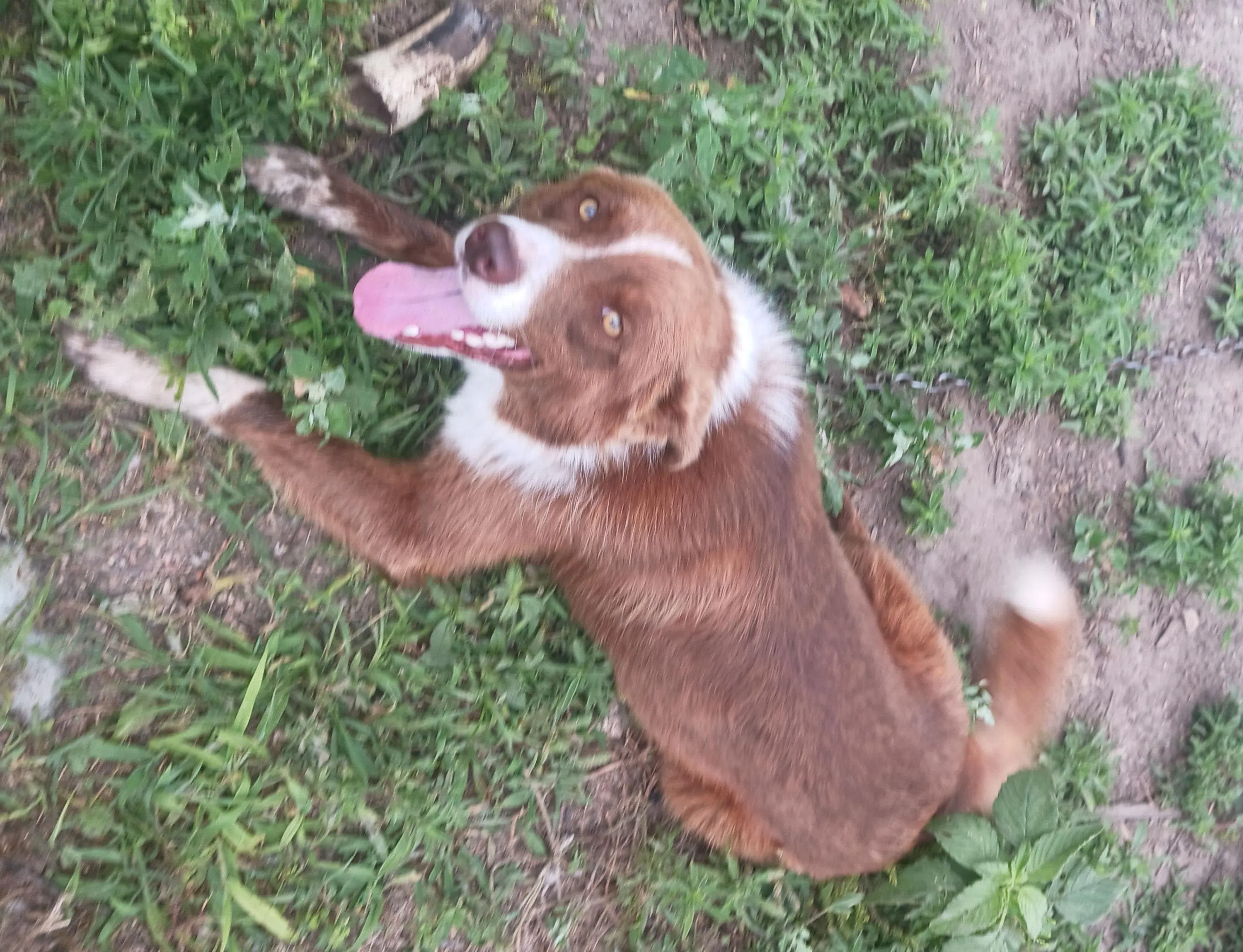 LOST DOG HAS BEEN FOUND.