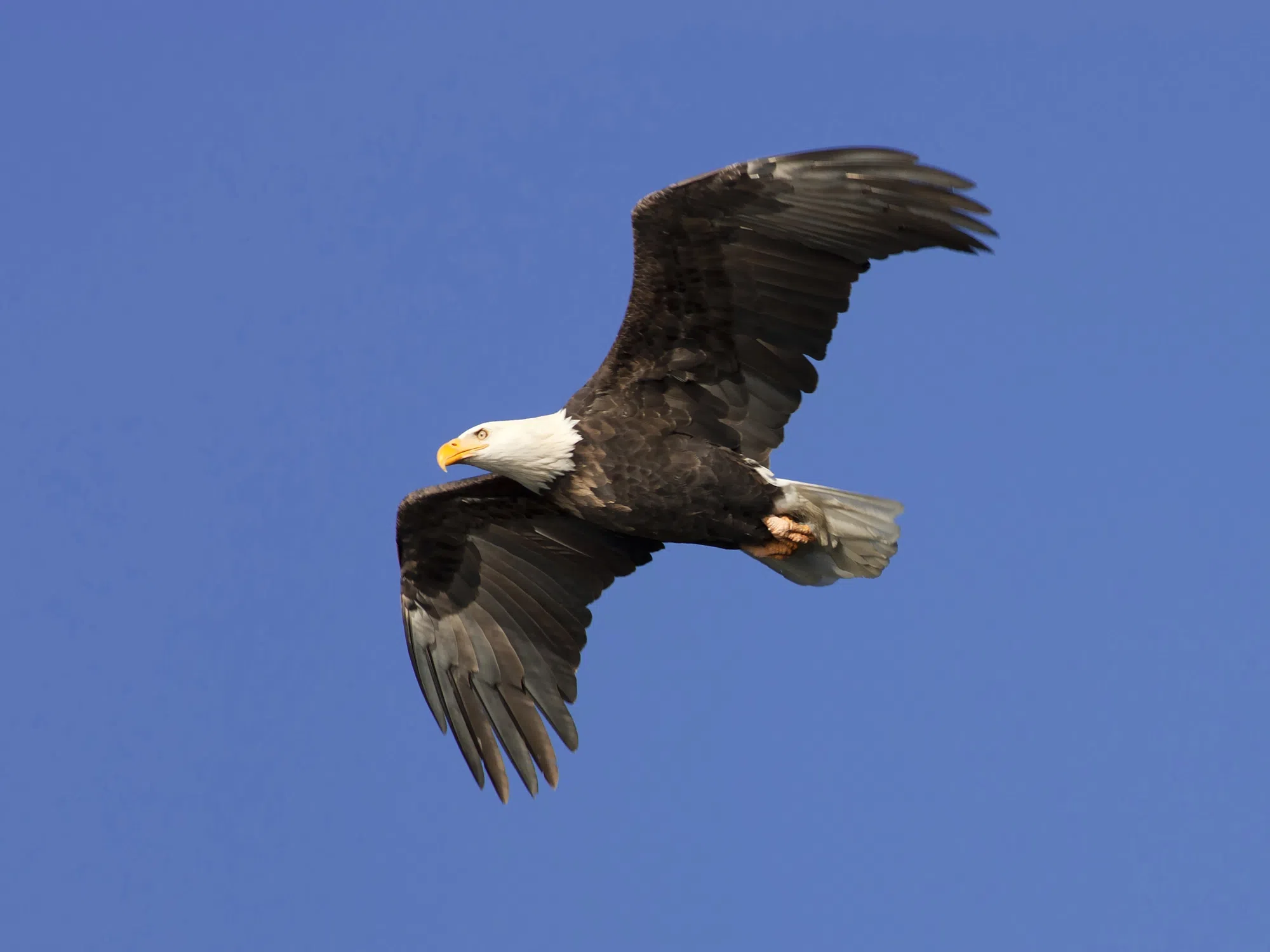 Two Men Allegedly Shot a Bald Eagle and Planned to Cook It