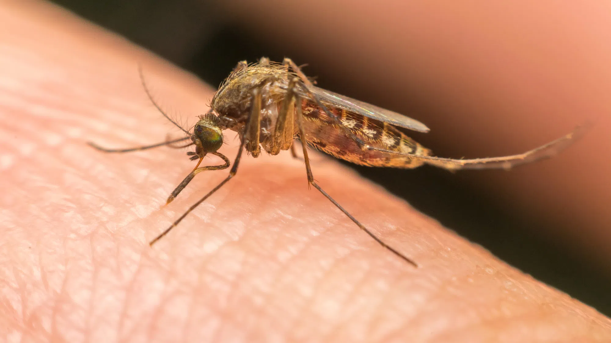 West Nile Virus Found in Mosquitoes in Holt County