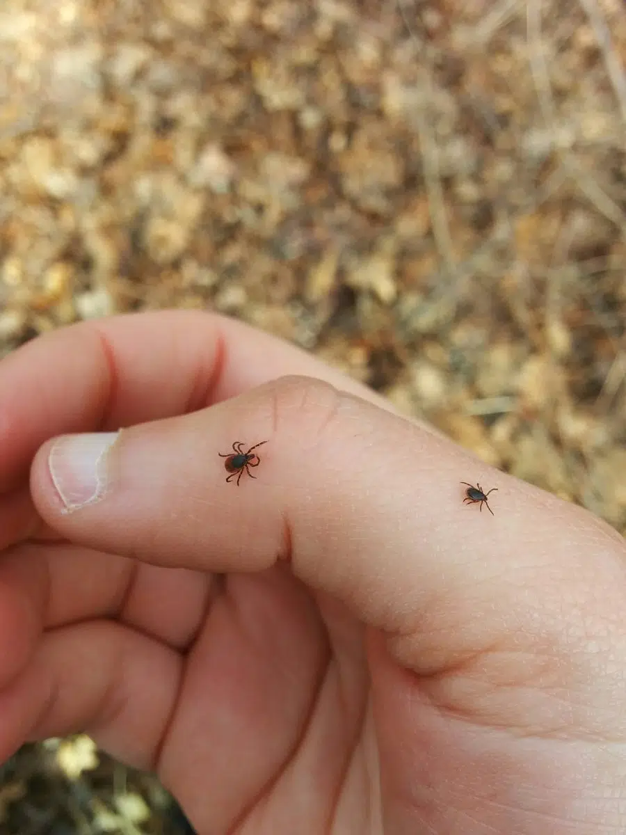 How to Protect Yourself Against Ticks This Spring