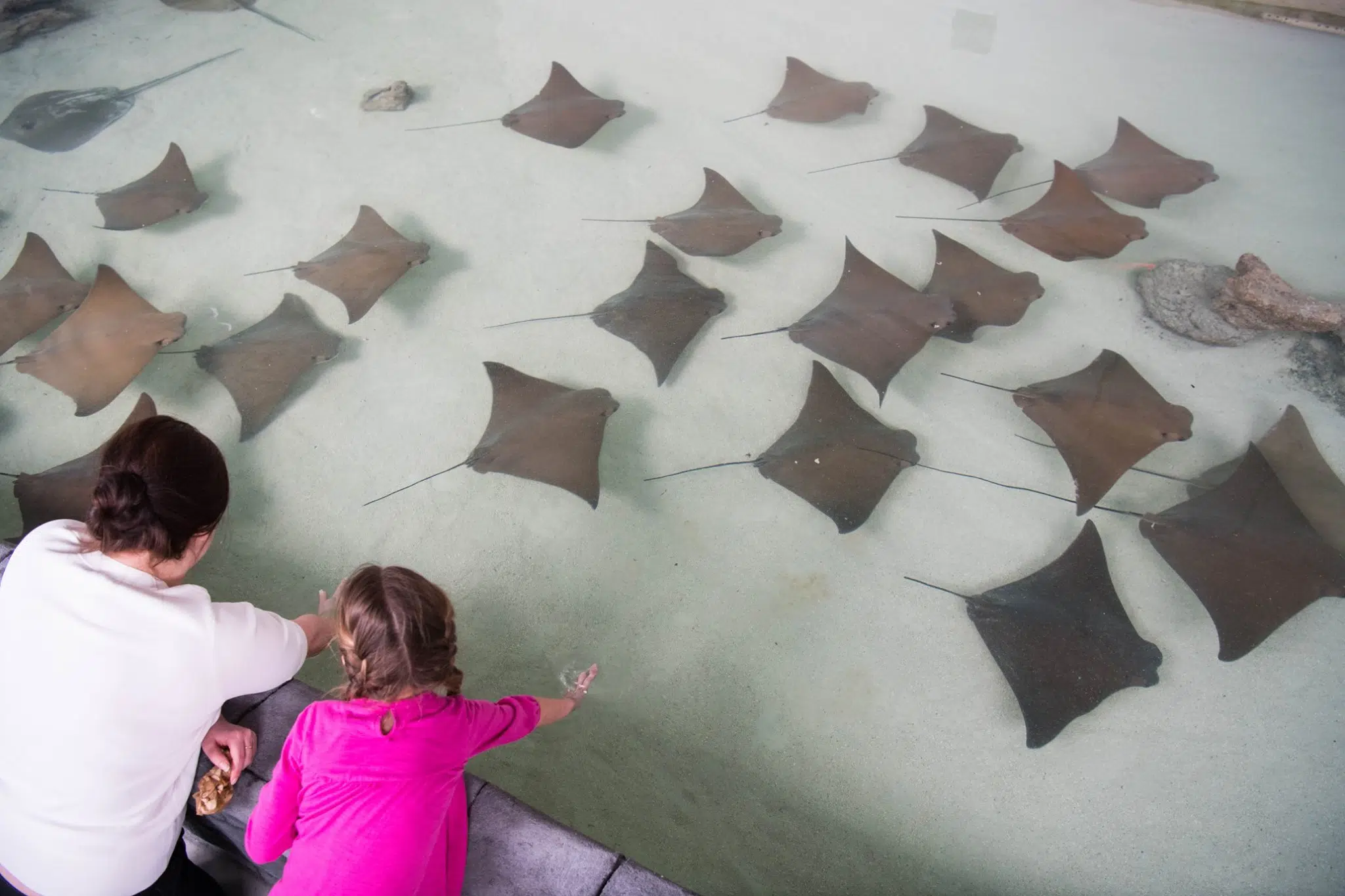 The Stingray Beach Exhibit is Closed at Assiniboine Zoo