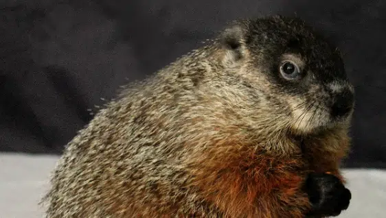 Groundhog Day 2020 | ENERGY 106 · Winnipeg's #1 Station for All The Hits