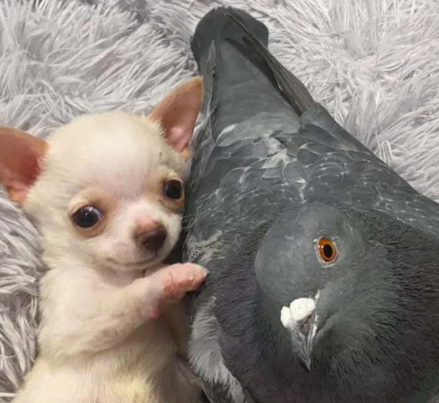 Chihuaua and Pigeon Become Roommates and BFFs at Animal Shelter [PICS]