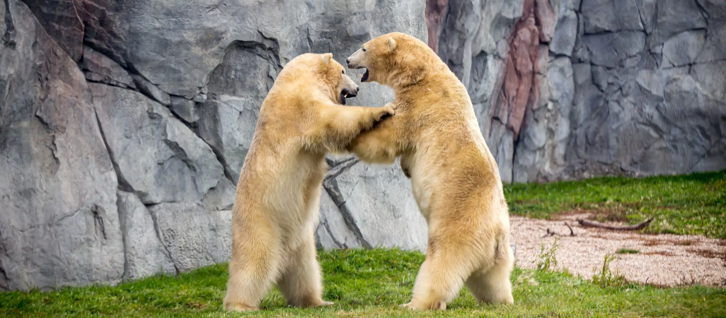 Assiniboine Park Zoo Reopens Tomorrow