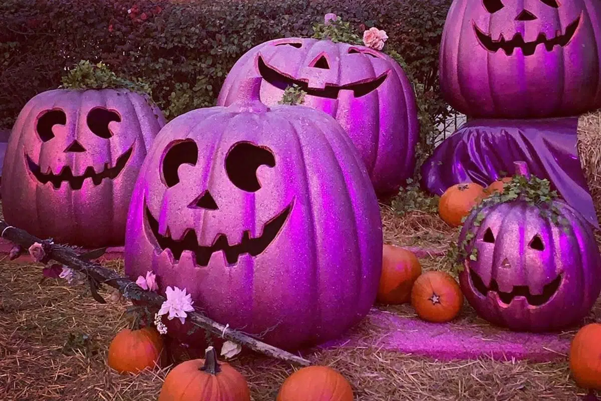 What Do Purple Pumpkins Mean This Halloween
