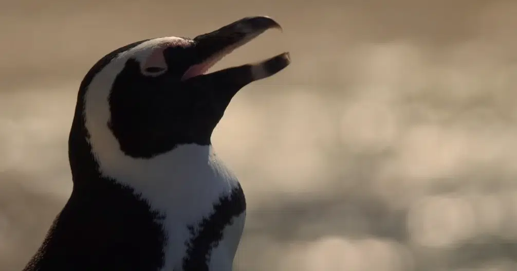 Netflix Announces "Penguin Town"