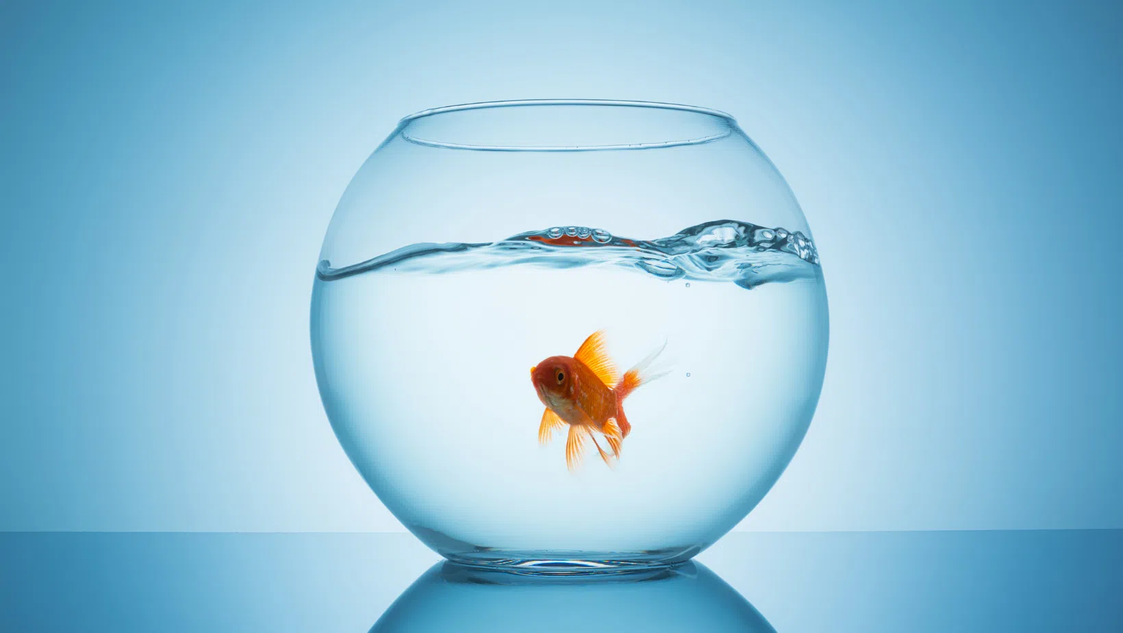 Think Twice Before You Flush That Goldfish!