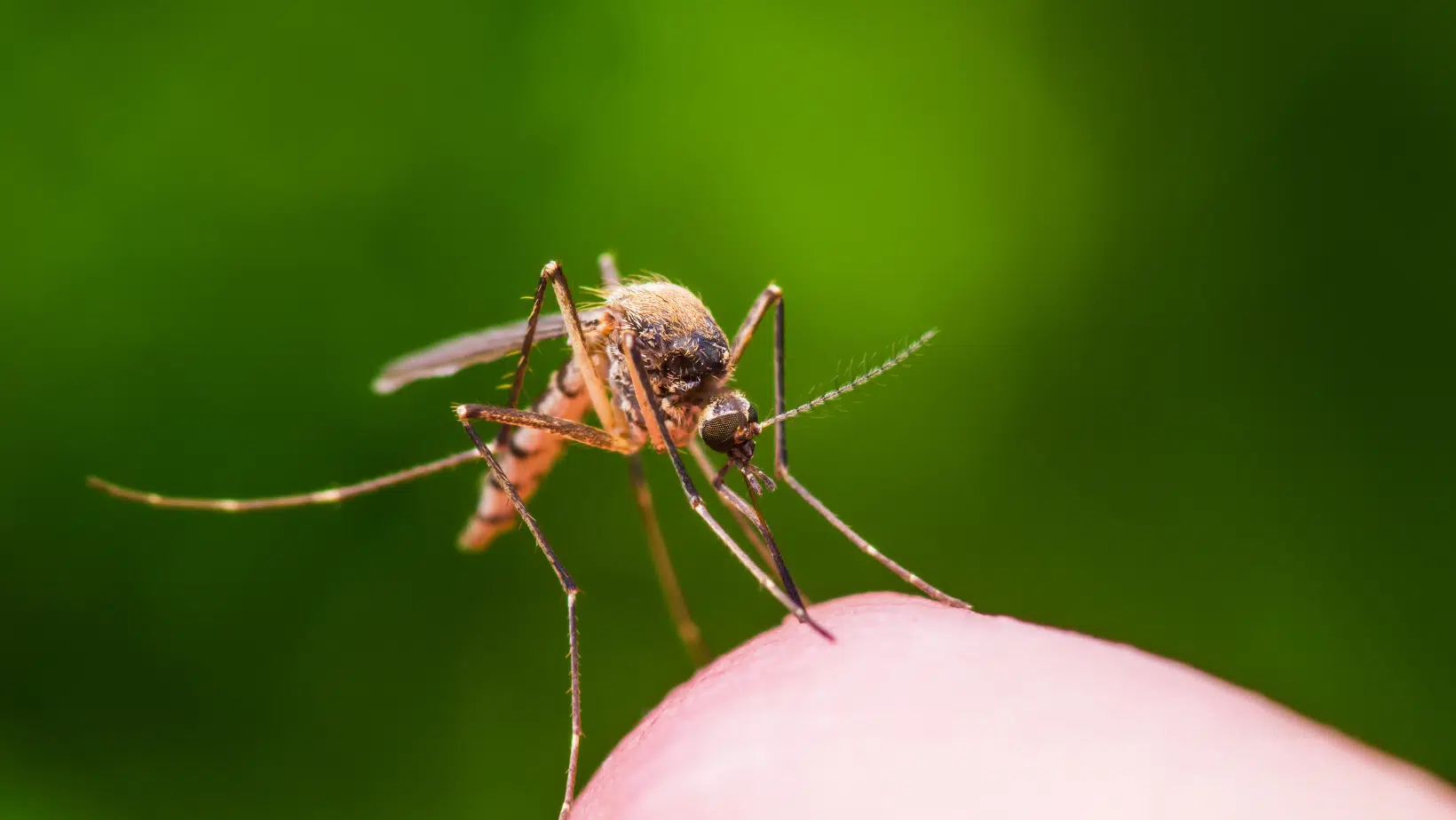 Mosquitos Carrying West Nile Have Been Found In Manitoba