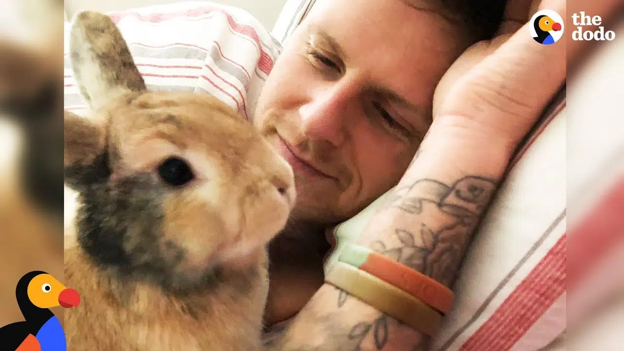 STUDY: Men With Pet Rabbits and Hamsters Are Most Likely to Cheat