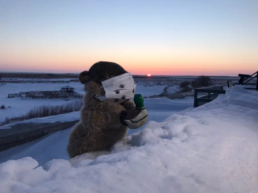 Groundhog Day: Manitoba Merv Sees His Shadow