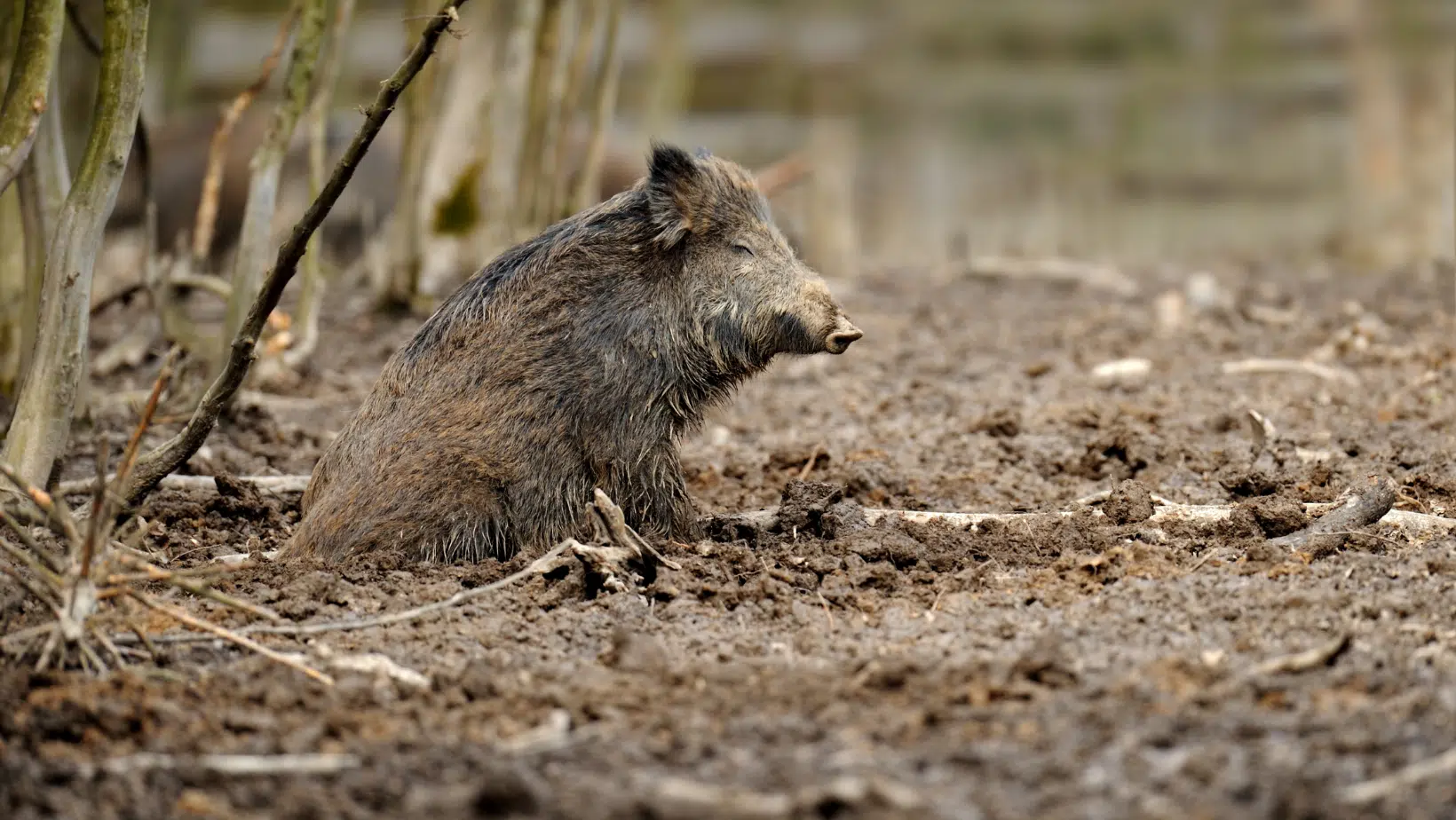 Wild Hogs on the Loose in Manitoba.