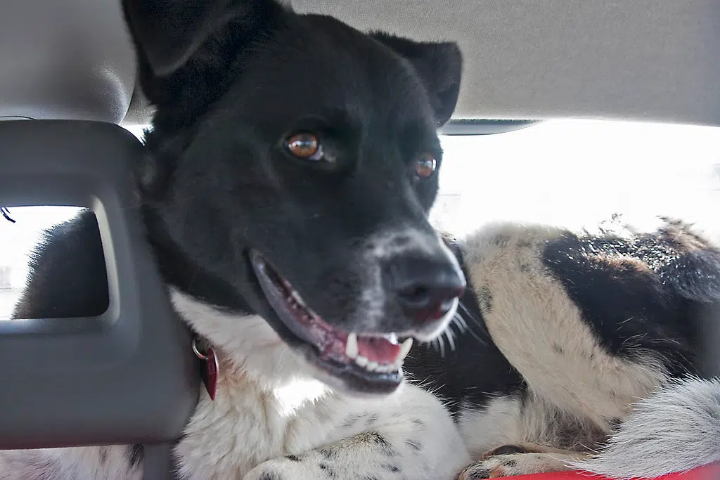 Police issue second ticket this week for dog left in hot car