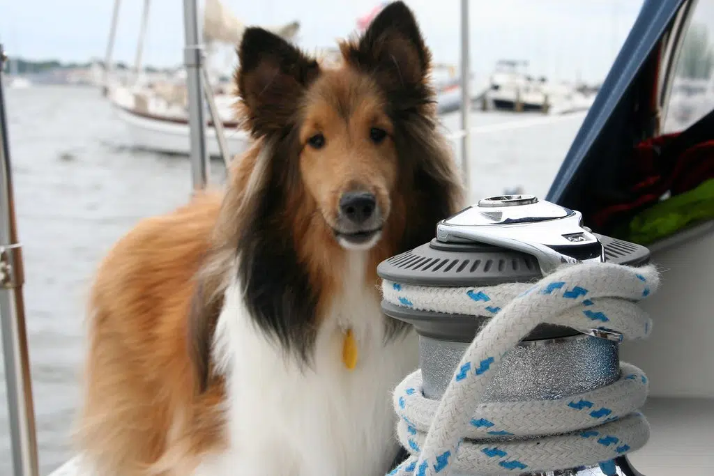 Smart Dog Climbs Ladder To Board Boat (VIDEO)