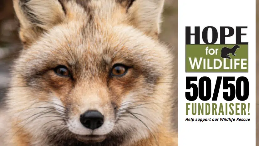 Last Day To Get 50/50 Tickets For Hope For Wildlife