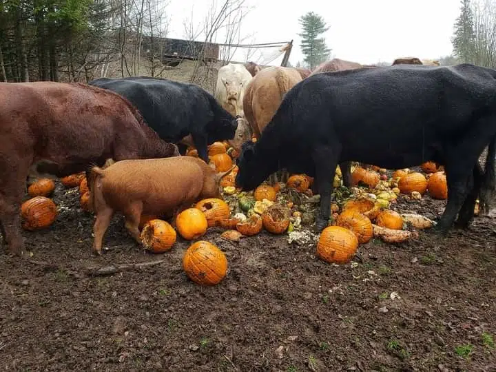 Pumpkins For Pig Feed - Moo-Nay Farms