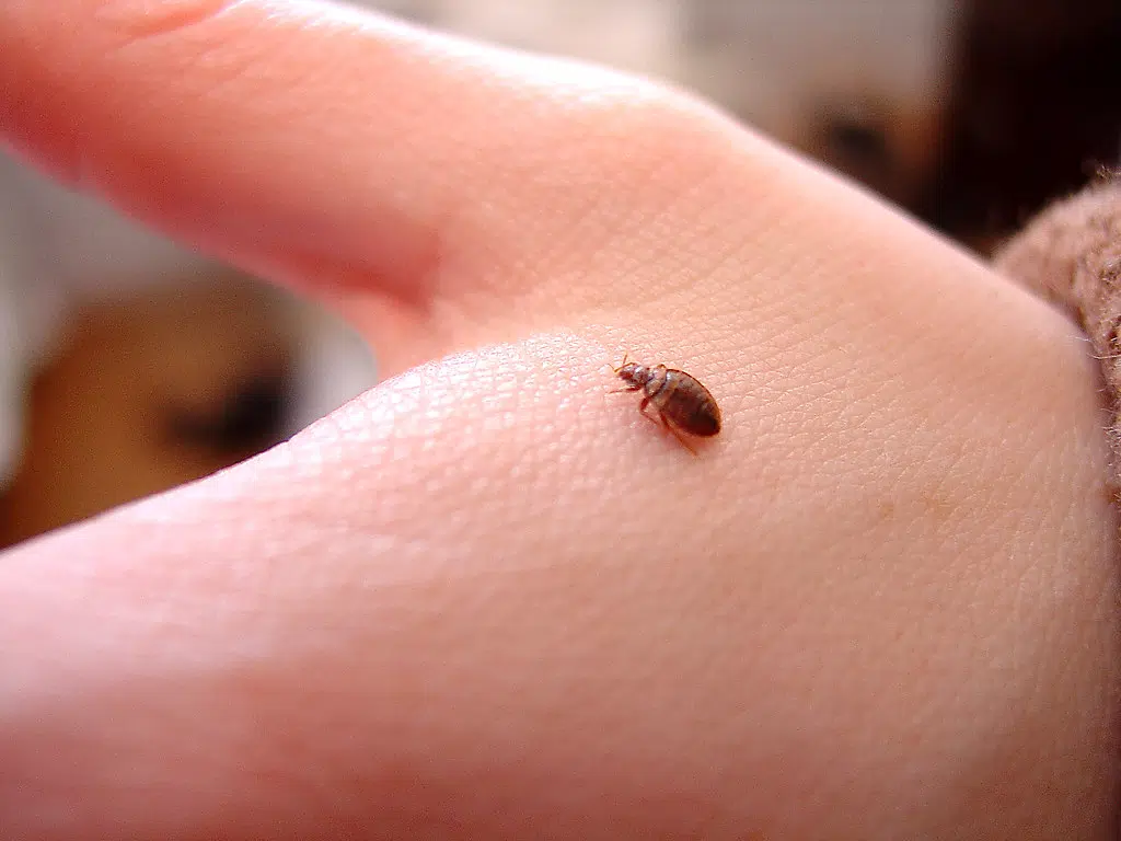 Halifax no longer among Canada's worst cities for bed bugs