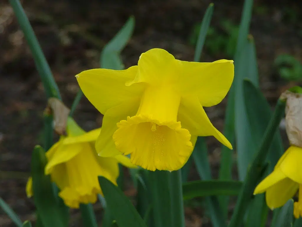 The Canadian Cancer Society's Daffodil Campaign Returns