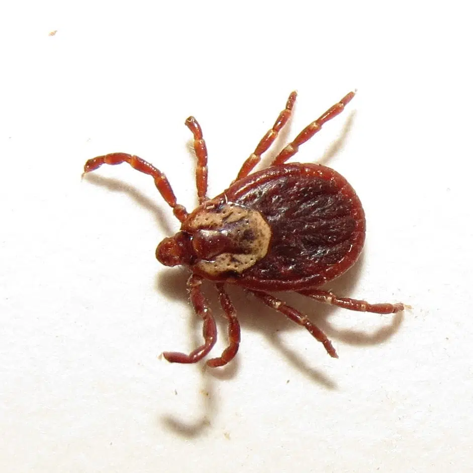 Tick Talk - Website To Report Ticks