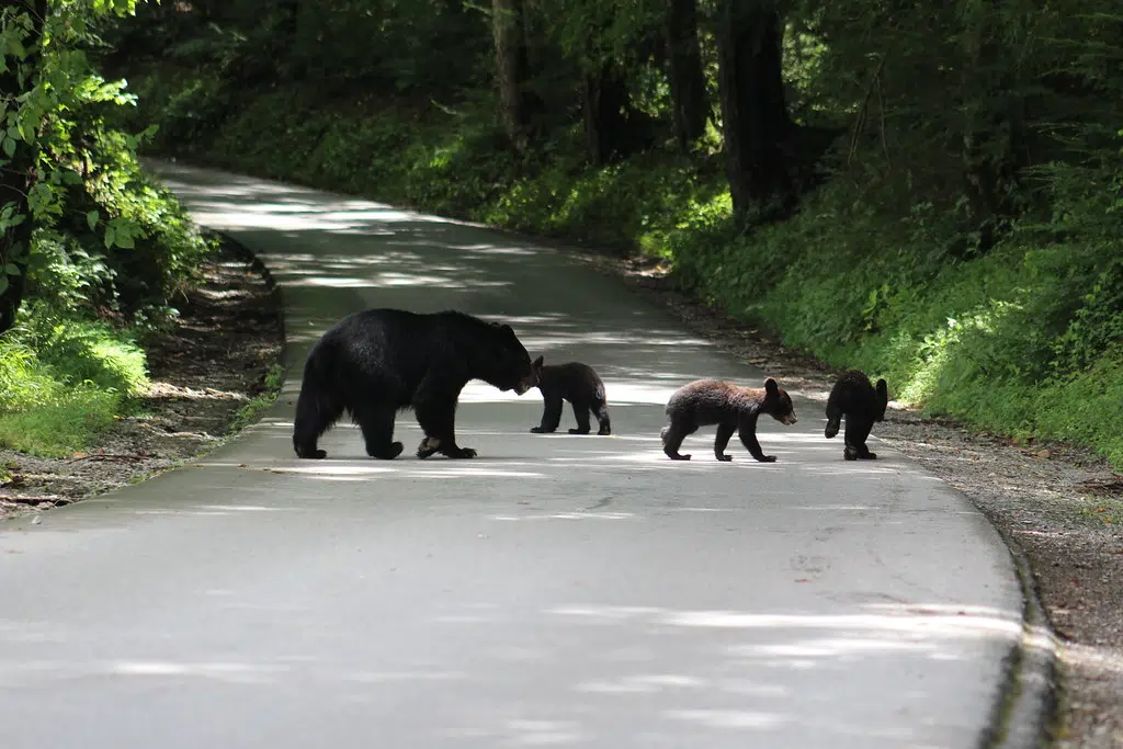 Caught Between A Momma Bear And Her Cubs