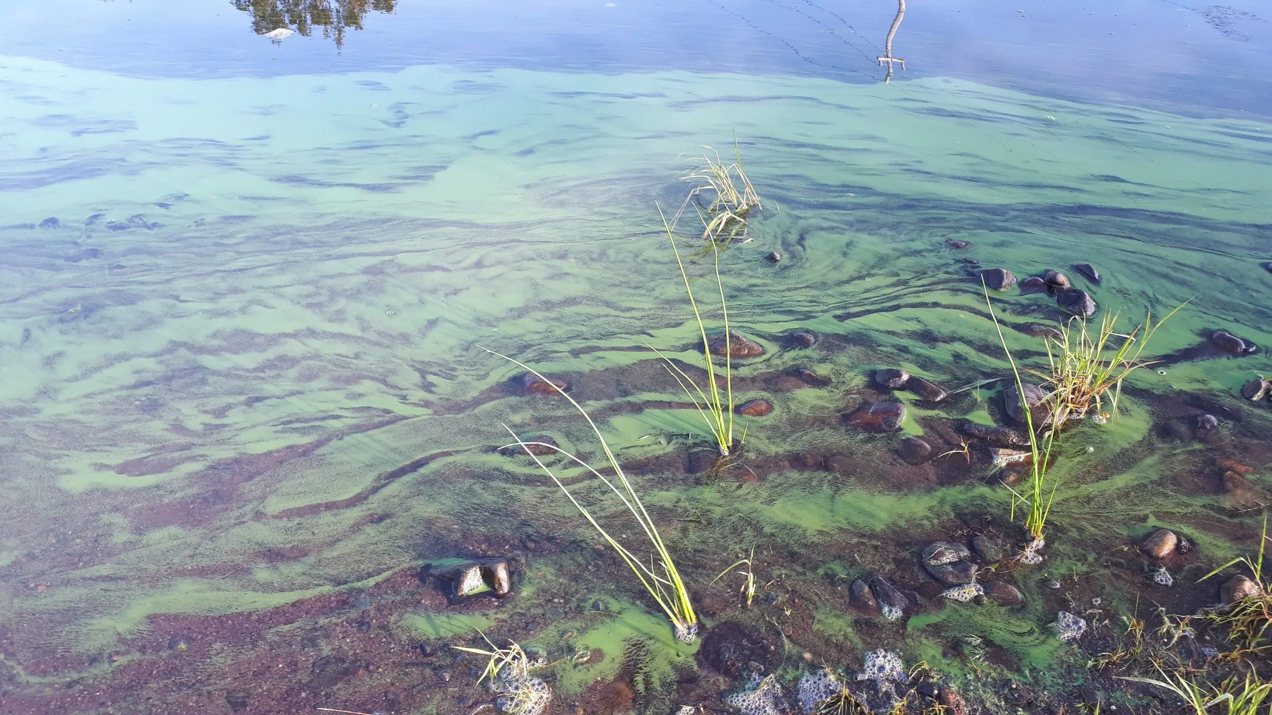 Alert issued after blue-green algea spotted in Halifax area lakes